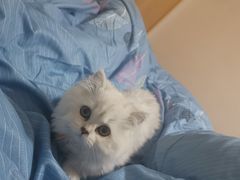 -欣宠猫屋·矮脚拿破仑·蓝金金渐层