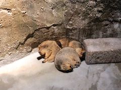 -zoonana室内动物园(东方福来德店)