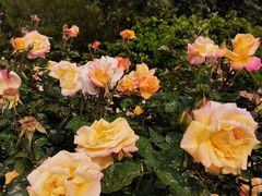 -人民公园(罗湖区)