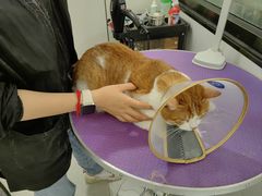 -中农国际动物医院24小时·猫科·骨科·急重症中心