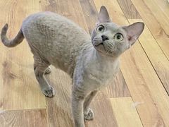 -袖虎·猫馆(体育西路店)