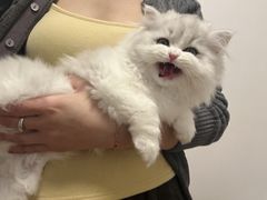 -伟伟宠物医院·瑞派猫友好医院·猫科(光谷店)
