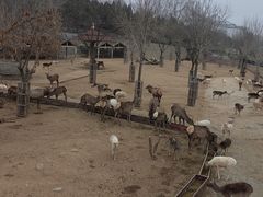 -石家庄市动物园