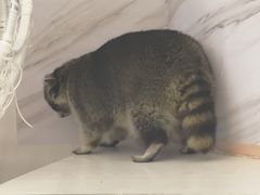 -浣熊柯尔鸭土拨鼠·电玩咖