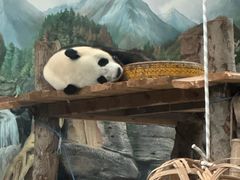 -武汉动物园