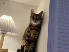 -猫大福·Fortune Cat猫舍(百子湾店)