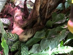 -正佳雨林生态植物园