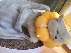 -纳吉亚猫专科动物医院博雅分院