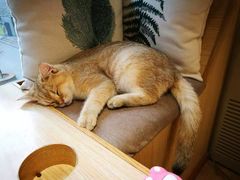 -猫和宫(六道口店)