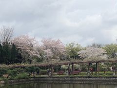 -嘉定紫藤园