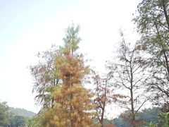 -番禺大夫山森林公园