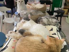 -平行世界·猫咖(首经贸店)