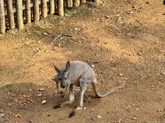 -大连森林动物园