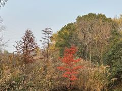 -昆山城市生态森林公园