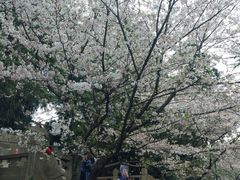 -武汉大学-樱园