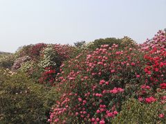 -贵州百里杜鹃风景名胜区