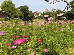 -武汉紫薇都市田园