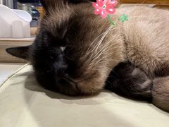 -藏猫猫咖啡主题馆(中央大道店)