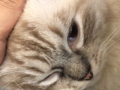 -安安宠医宠物医院·异宠·犬猫内科(岳阳分院)