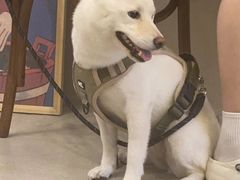 -爱侣宠医·鹦鹉专科·小型哺乳类·异宠专科(灵石路店)