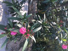 iphone_upload_pic-东澳岛