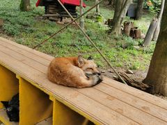 -宫城藏王狐狸村
