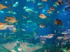 景观位-海棠湾洲际-涛·海底餐厅·美人鱼·自助餐·海底隧道