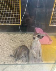 -神奇动物撸宠馆·羊驼·小浣熊·异宠(豫园店)