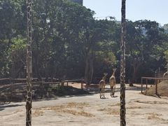 -深圳野生动物园