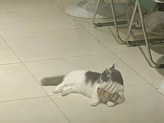 -怪兽屋·羊驼·猫咖·狗咖(俊华广场店)