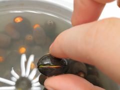 -弘智卉艺术教育/高端琴房(中央音乐学院店)