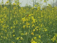 -光明小镇欢乐田园