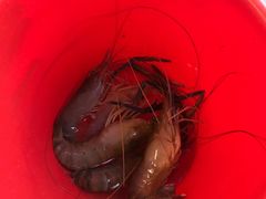 大头虾-小象钓虾·营地烧烤(洛溪店)