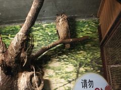 -上海大自然野生昆虫馆(东方明珠·爬宠昆虫探索中心)