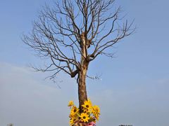 -杭州湾海上花田景区