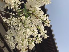 -西安青龙寺遗址景区