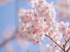 -顾村公园