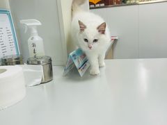 -东日国际动物医院·CT·心脏专科(桃源分院)