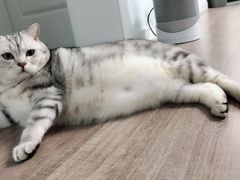 -Pets First伊珊娜洗护·精致美容·家庭式寄养(新会路店)