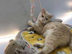 -COLOR PETS 撸猫馆·购猫·猫咖(长风大悦城店)