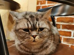 -猫友咖啡店(玉林西路店)
