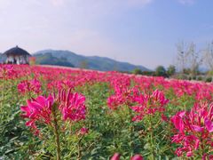-径山花海