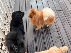 -百好乐宠物友好餐厅(朝外大街店)