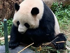 -广州长隆野生动物世界