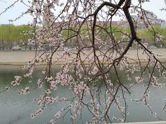 -桃花堤公园