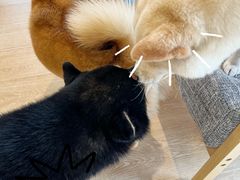 -南京Hallo宠物乐园·哈罗犬舍·柴犬繁育基地