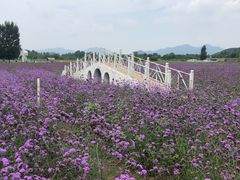 -北京东方普罗旺斯薰衣草庄园