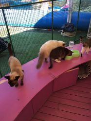 -萌宠亲子动物乐园(槐房万达店)