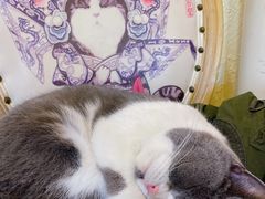 -猫小院猫主题餐厅(南锣旗舰店)