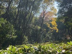 -杭州半山国家森林公园